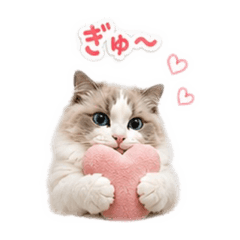 Clingy Ragdoll Daily 2