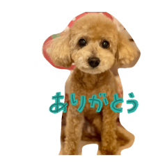 mumukorya