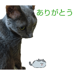 kanoka_20260503152359