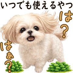 3D Shih tzu  (Words you can use anytime)