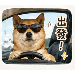 黑嘴柴柴