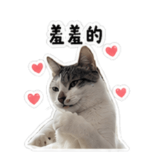 輝哥-日常用語篇