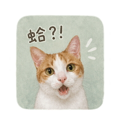橘白～貓•橘貓