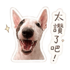 哈蕊說