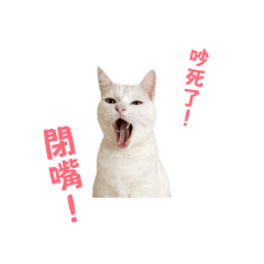 喵的有完沒完