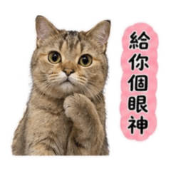 大哥小弟日常
