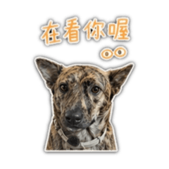 林妞妞可愛日常生活