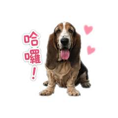 Lucky大狗狗