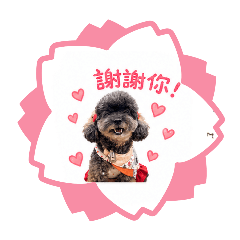 花貴賓斑比
