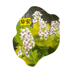 飛魚的早安圖