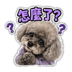 碰碰可愛日常