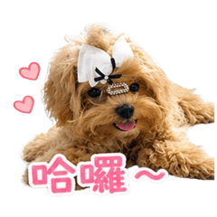 YUMI狗狗日常