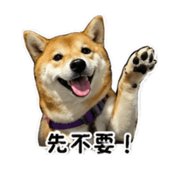 灰色系妃妃的日常
