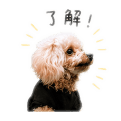 家犬 巧克力