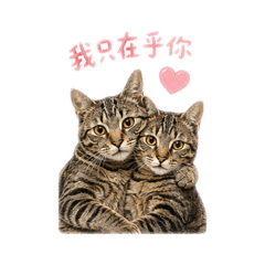 多and嘟