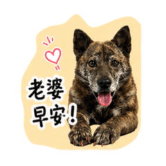 張泡芙03（爸爸專用）