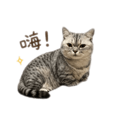 逆子妹妹