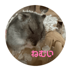peach_20260503153103