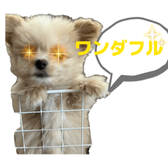 Saru_20260503152836