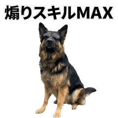 毒舌技能MAX 德國牧羊犬 - AG