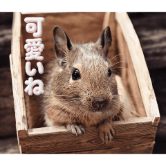 degu baby stamp