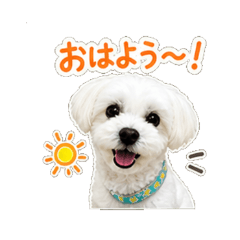 Picco the Cheerful Dog