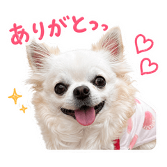 Cute White Chihuahua Lily v1
