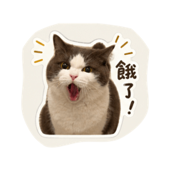 可愛睏寶