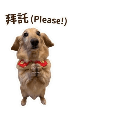 呆醬日常
