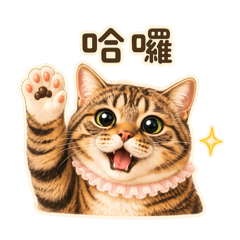 我是66虎斑貓