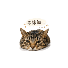 kiki 虎斑日常