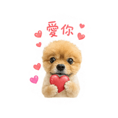 博美-叮噹