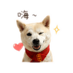 柴犬PiPi是一家店的總柴