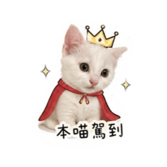 王牛奶的日常1.0