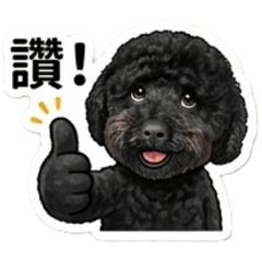 黑貴賓WARU的日常