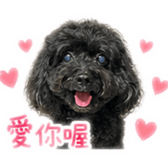 這是我的黑貴賓