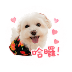 程小乖日常-1