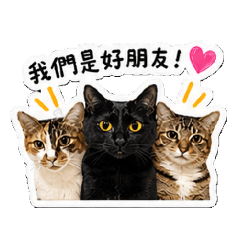 胡室的三隻小貓