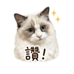 坡坡日常生活
