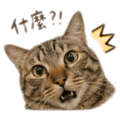 豬肉滿福堡堡