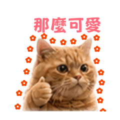 小咪花日常7