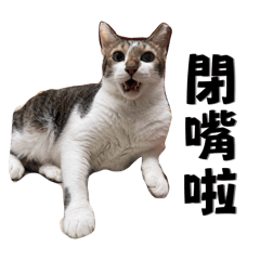 吳諾趴兔2