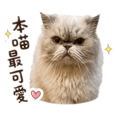 叫阿白