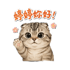 婷婷的貓