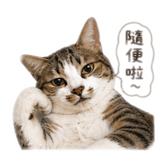跩貓黏黏