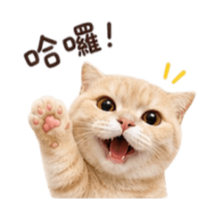 橘貓小胖