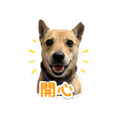 李小龍修狗狗2