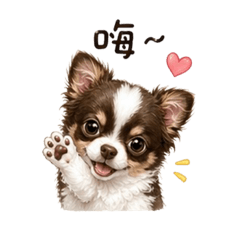 吉娃娃阿福