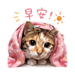土匪貓貓