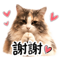 可愛的公主日常生活